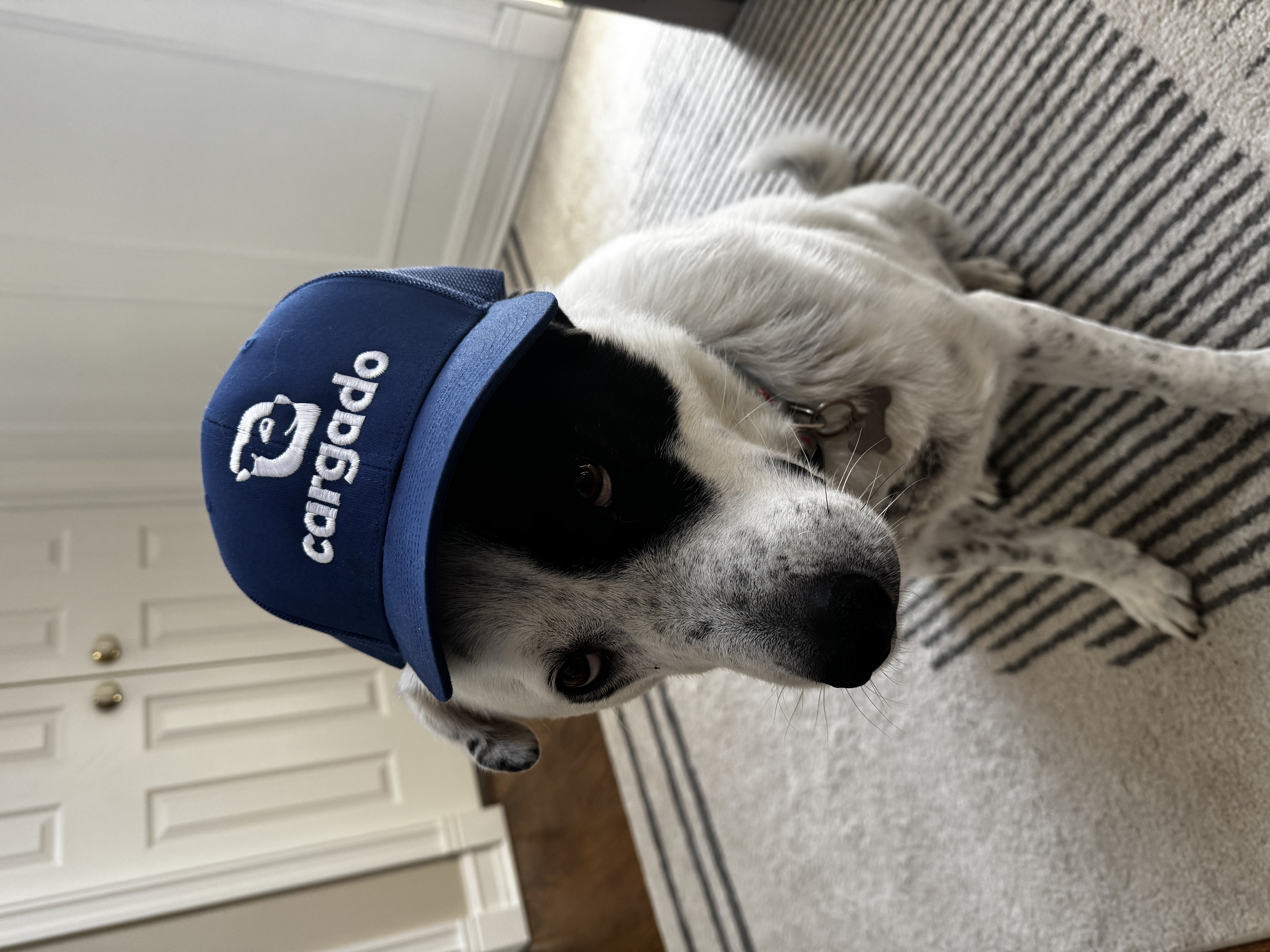 Meatball, a black-and-white dog wearing a navy Cargado trucker hat